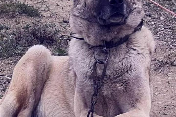 escort Kangal