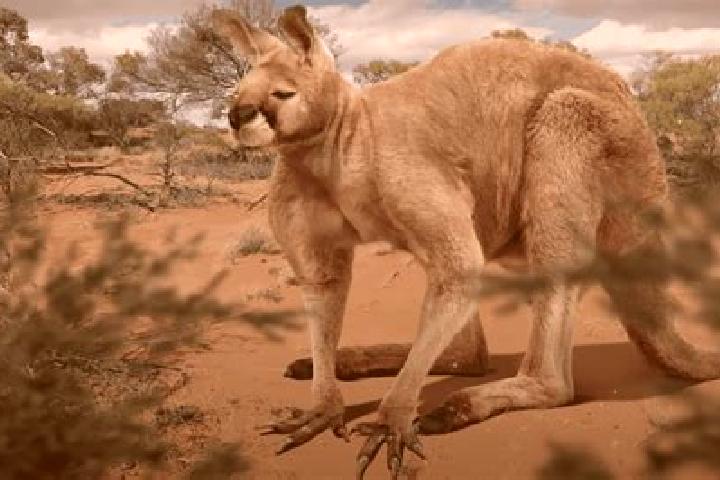 escort Kangaroo Ground