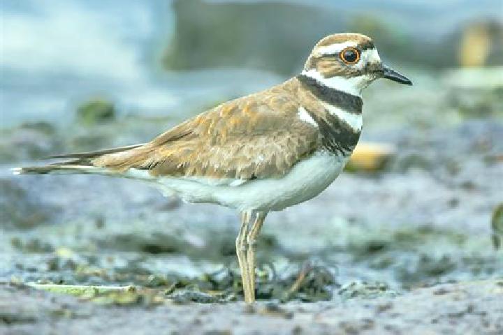 escort Killdeer