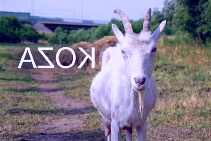 escort Koza