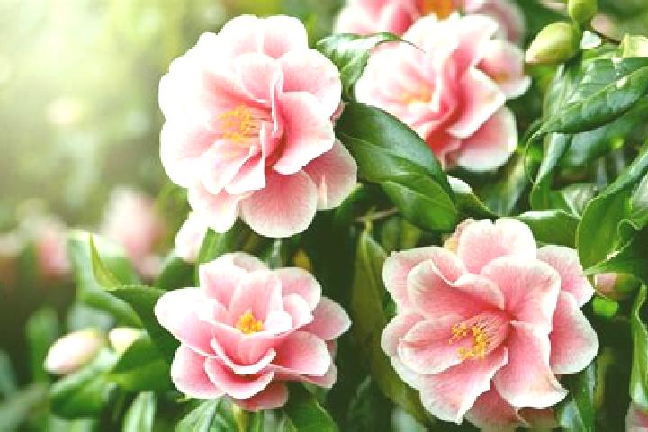 escort La Camelia