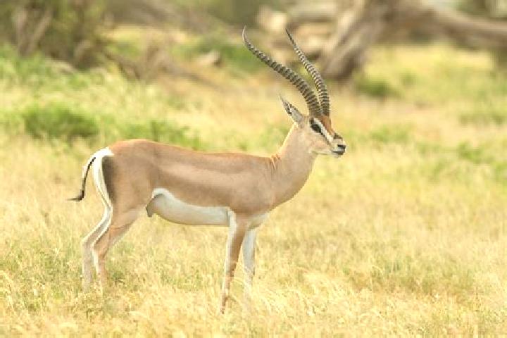 escort La Gazelle