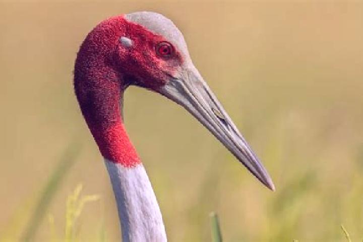escort La Grulla