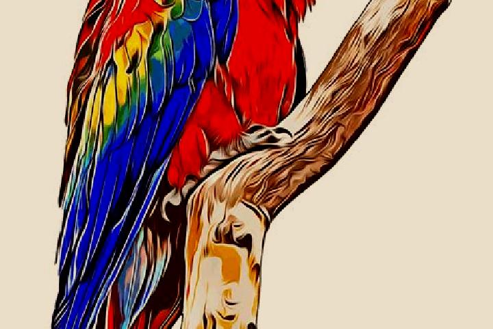 escort La Guacamaya