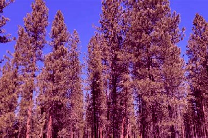 escort La Pine