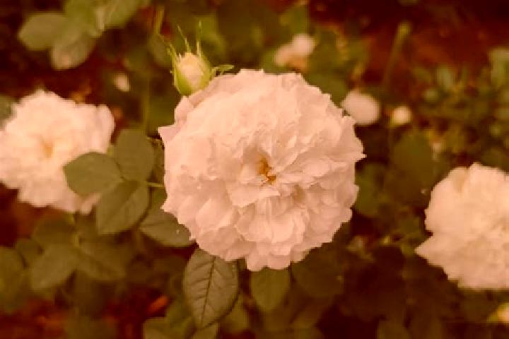 escort La Rose