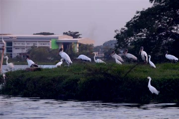 escort Laguna Limpia