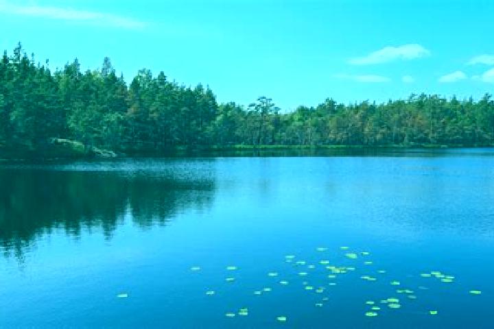 escort Lake Alfred