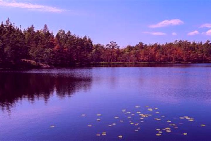 escort Lake Forest