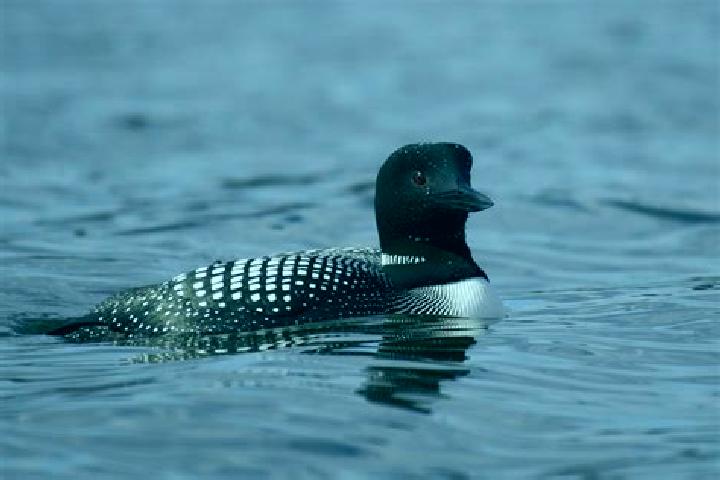 escort Lake Loon