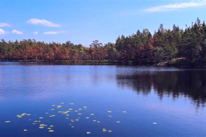 escort Lake Wales