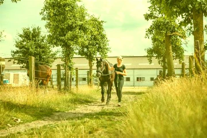 escort Lang s Farm