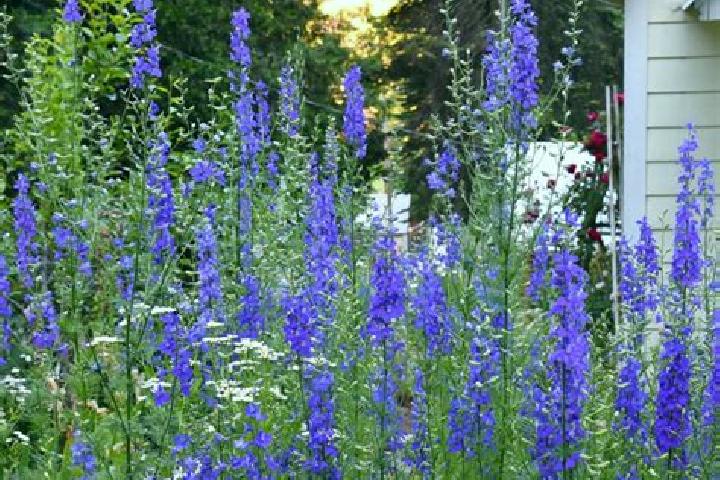 escort Larkspur