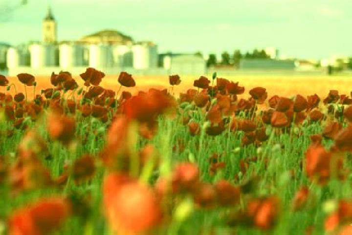 escort Las Amapolas
