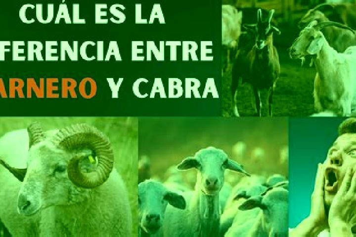 escort Las Cabras