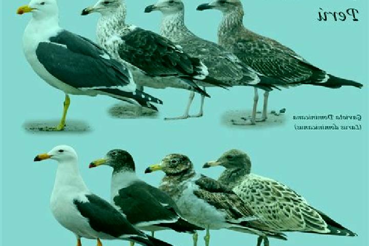 escort Las Gaviotas