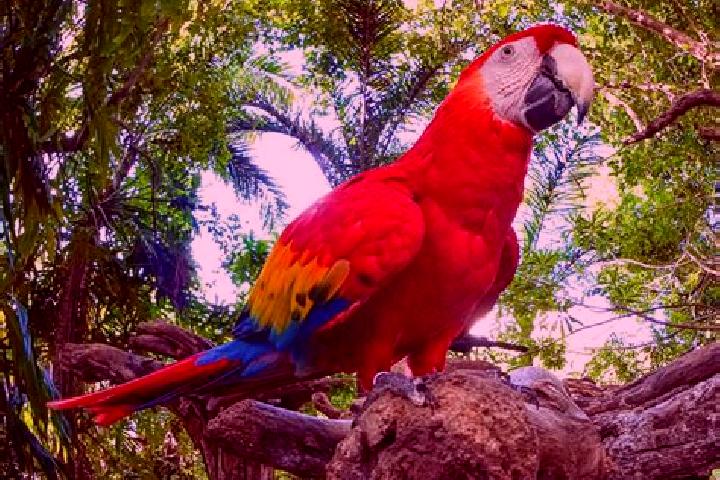 escort Las Guacamayas