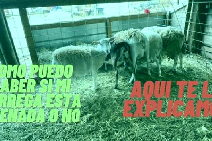 escort Las Guasimas (Las Borregas)
