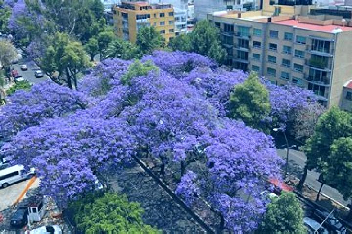 escort Las Jacarandas