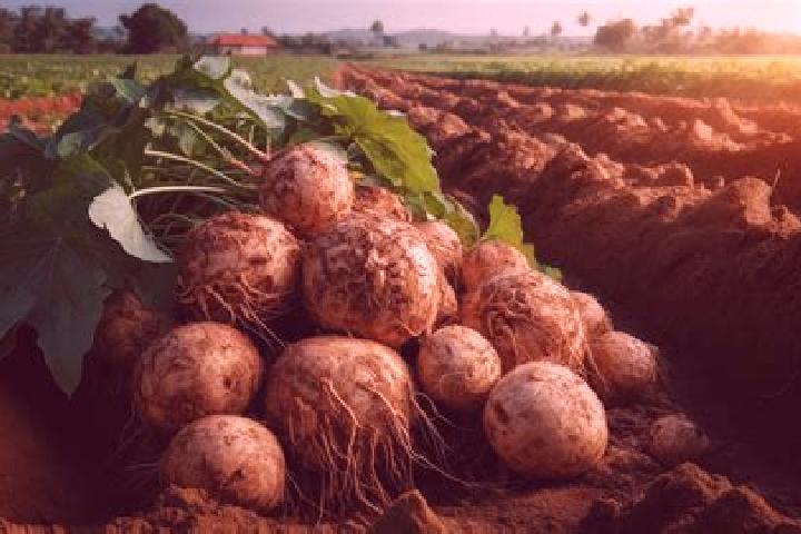 escort Las Jicamas
