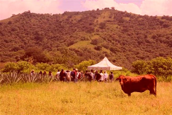 escort Las Mercedes [Agropecuaria]