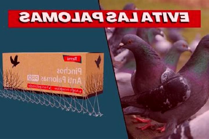 escort Las Palomas (Bajo Paloma)