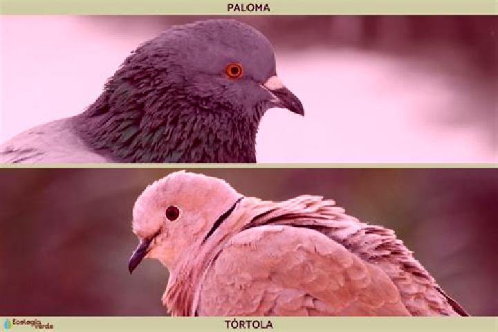 escort Las Palomas (Lajillas)