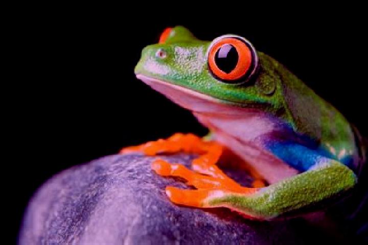 escort Las Ranas