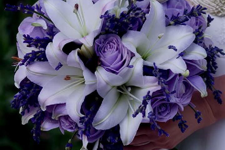 escort Lavender