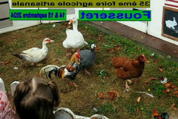escort Le Fousseret