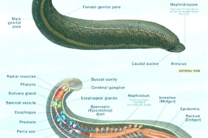 escort Leech