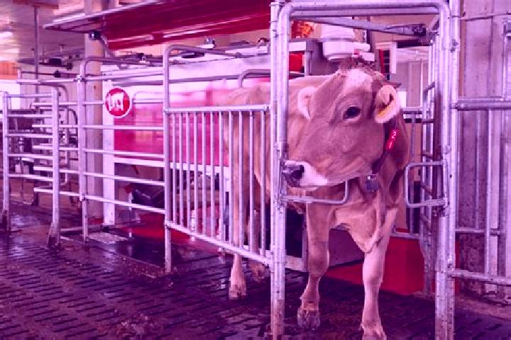 escort Lely