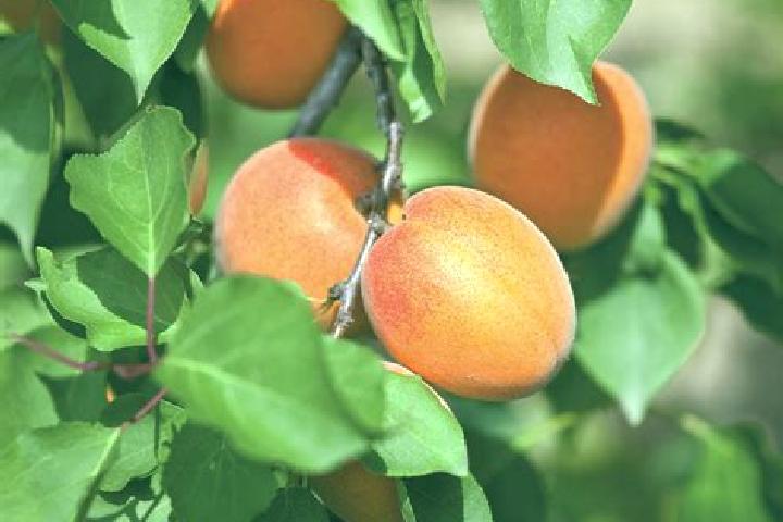 escort Les Abricots