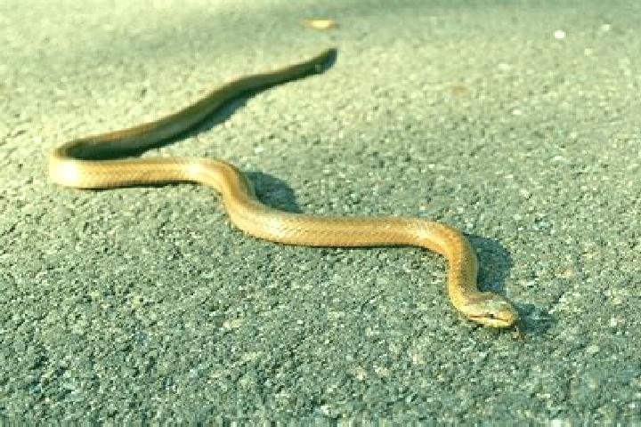 escort Llano Culebra