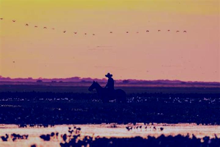 escort Llano de la Y