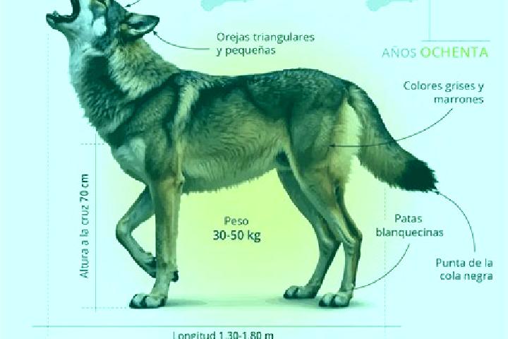 escort Lobo-Akoudzin