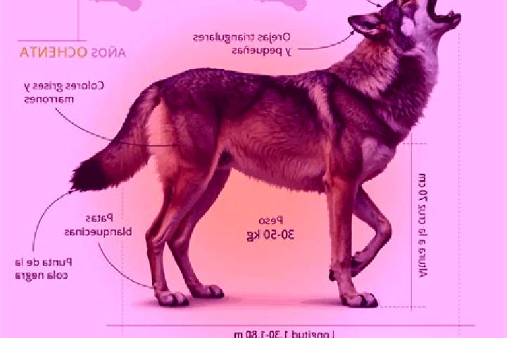 escort Lobo-Hope