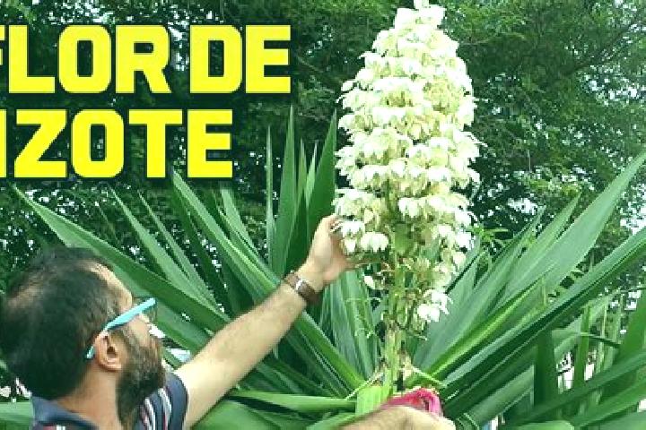 escort Loma del Izote (Mata Planta)