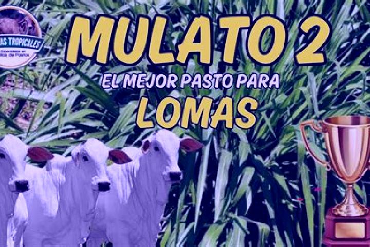 escort Loma Mulato