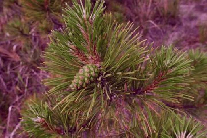 escort Lone Pine