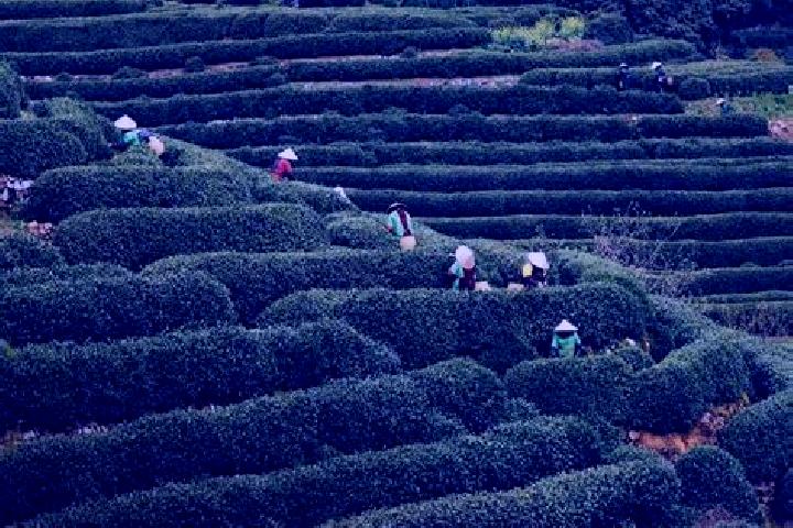 escort Longjing