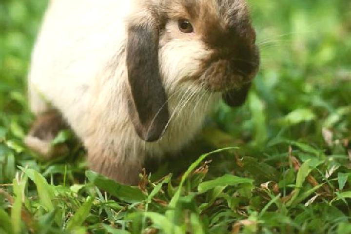 escort Lop