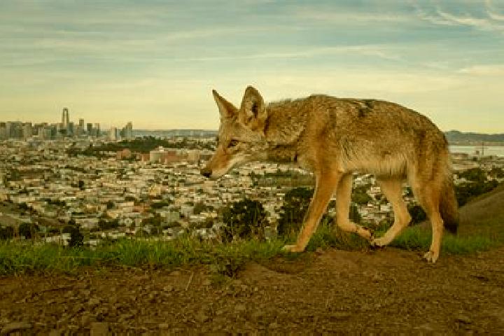 escort Los Coyotes