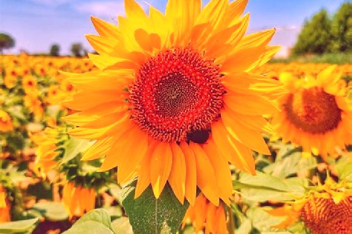 escort Los Girasoles
