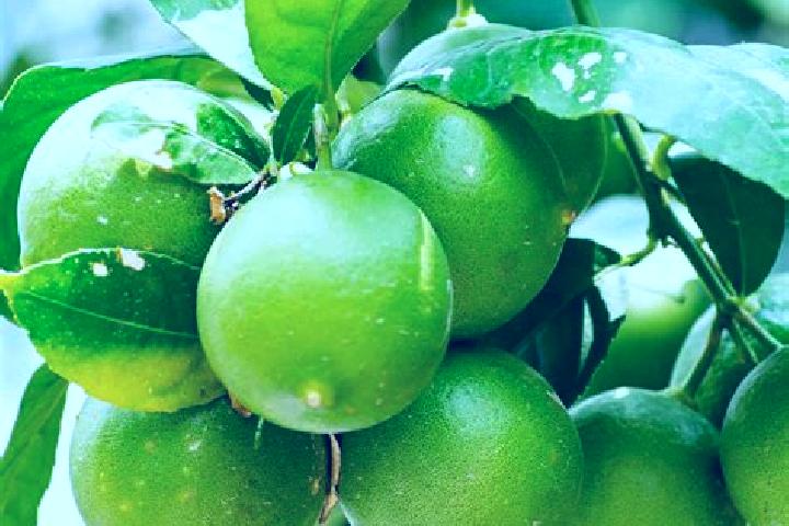 escort Los Limones