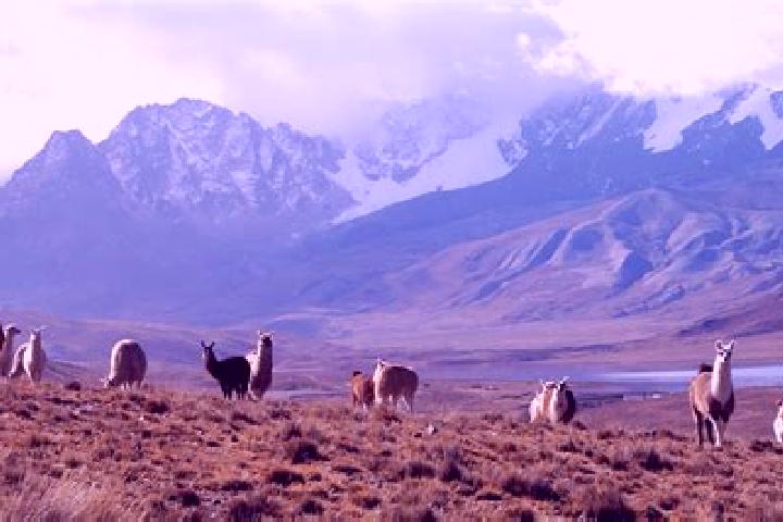escort Los Llamas