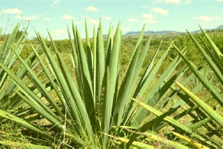 escort Los Magueyes