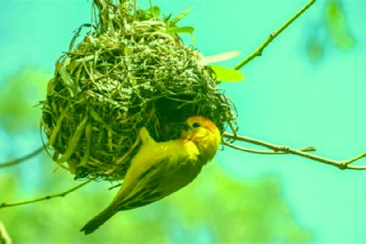 escort Los Pajaros