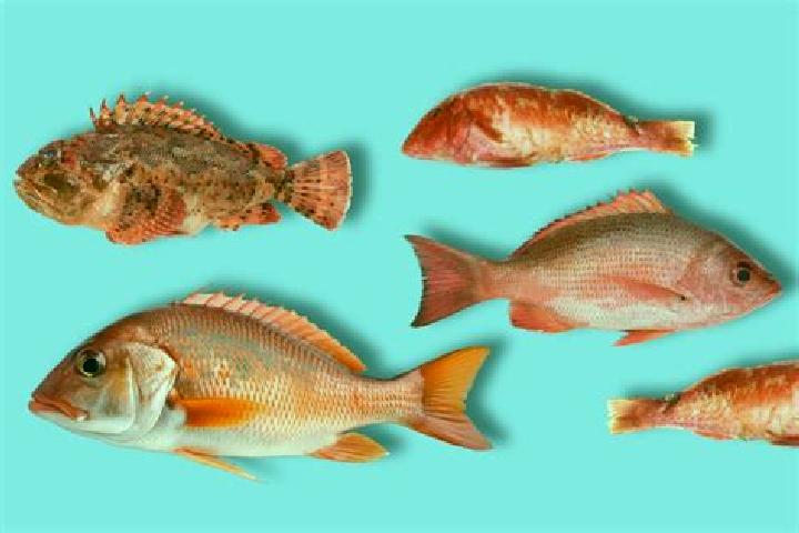 escort Los Pescados