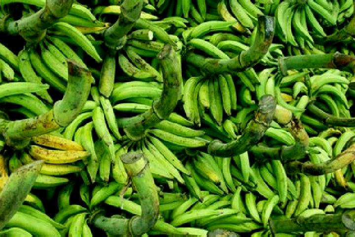 escort Los Platanos